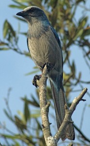 Florida Scrub Jay