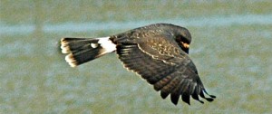 Snail Kite flying over STA-5