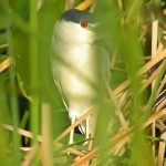 Black-crowned Night-Heron