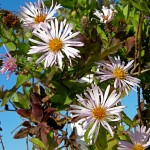 Climbing Aster (Aster caroliniana)