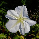Moonflower (Ipomoea alba)