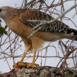Red-shouldered Hawk