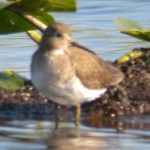 Solitary Sandpiper blowin' in the wind