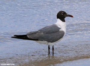 laughinggull80026a will cook 2008