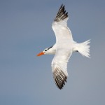 royal tern by Larry Hess
