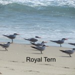 royal tern by Paul Thacker