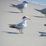 royal tern by Paul Thacker