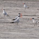 Royal terns by Lake Okeechobee by Lynn Thompson