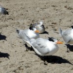 Royal tern by Greg Braun. Several of the royal terns in the photo are in differing stages of their spring molt, and three of the 5 terns are banded.