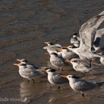 royal terns, melinda moore