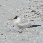 Royal Tern at Cape Romano by Lynn Thompson