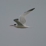 royal tern by Del Springer