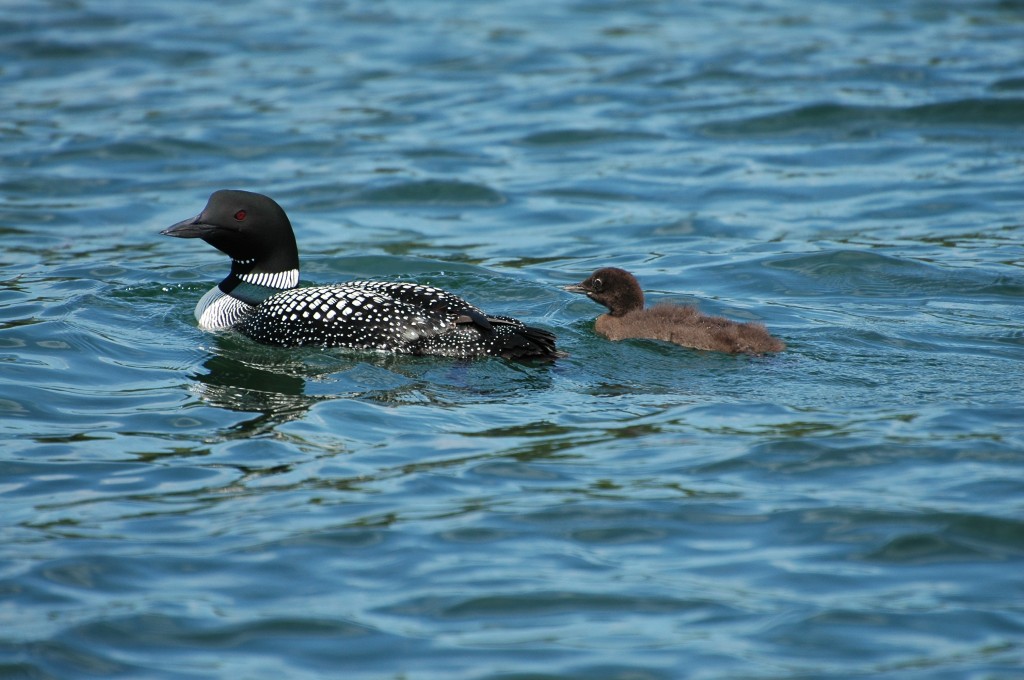 Common Loon with baby, St. Lawrence River by Bill Munro