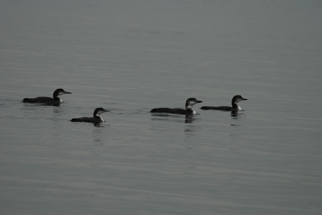 Common Loons, St. Lawrence River by Bill Munro