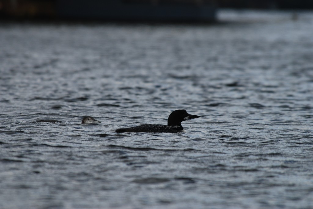 Common Loon by Bill Munro