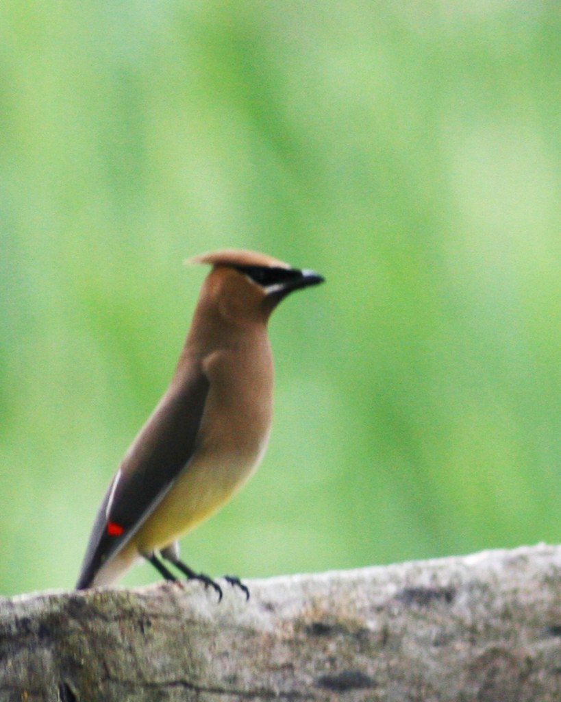 Cedar Waxwing,   Marlborough, Ct by Larry Hess