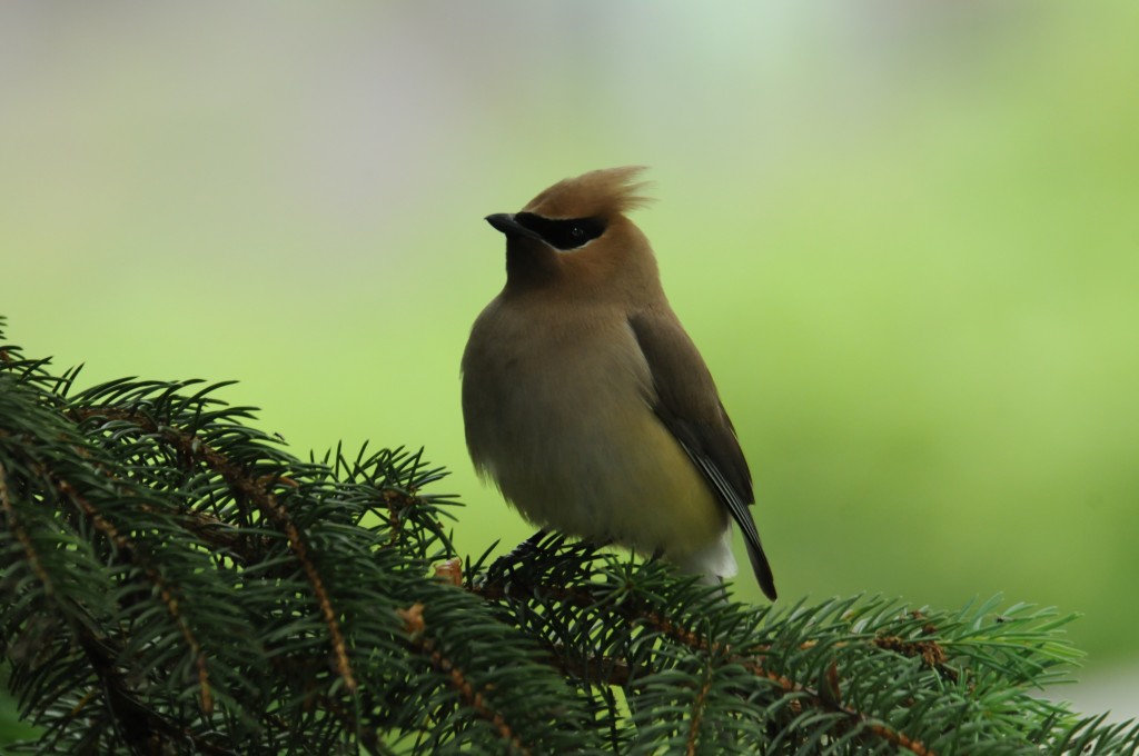 Cedar Waxwing by Bill Munro