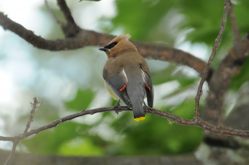 Cedar Waxwing by Bill Munro