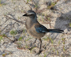 Florida Scrub-Jay