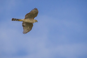 Juvenile Sharp-shinned Hawk by Paul Thomas