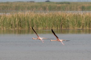 American Flamingoes. Photo: Curt Dalton