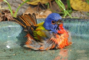painted bunting photo by Bill Munro