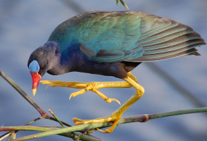 Purple%20Gallinule_KK_APA_2012_24961_193409_MargaretBorge