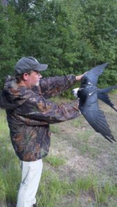 Ken Meyer with Swallow-tailed Kite