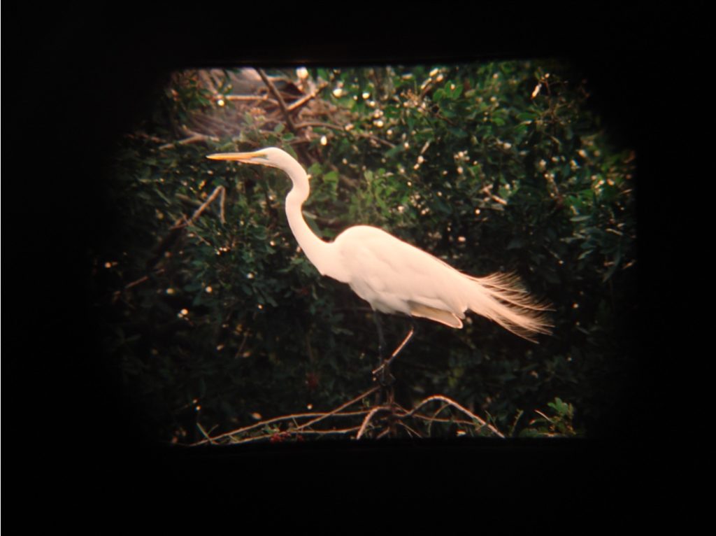 Laabs slide view (in viewer)