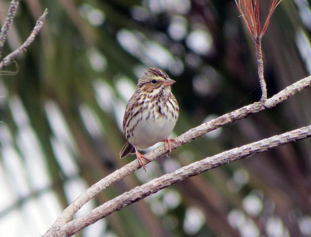 (c) Russ Martens 2016 all rights reserved, SAVANNAH SPARROW 