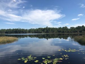 Gator Lake at Grassy Waters Everglades Preserve