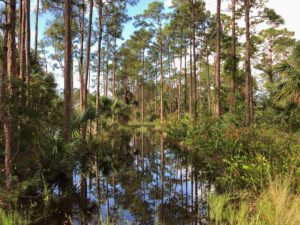 Royal Palm Pines Natural Area after Hurricane Irma