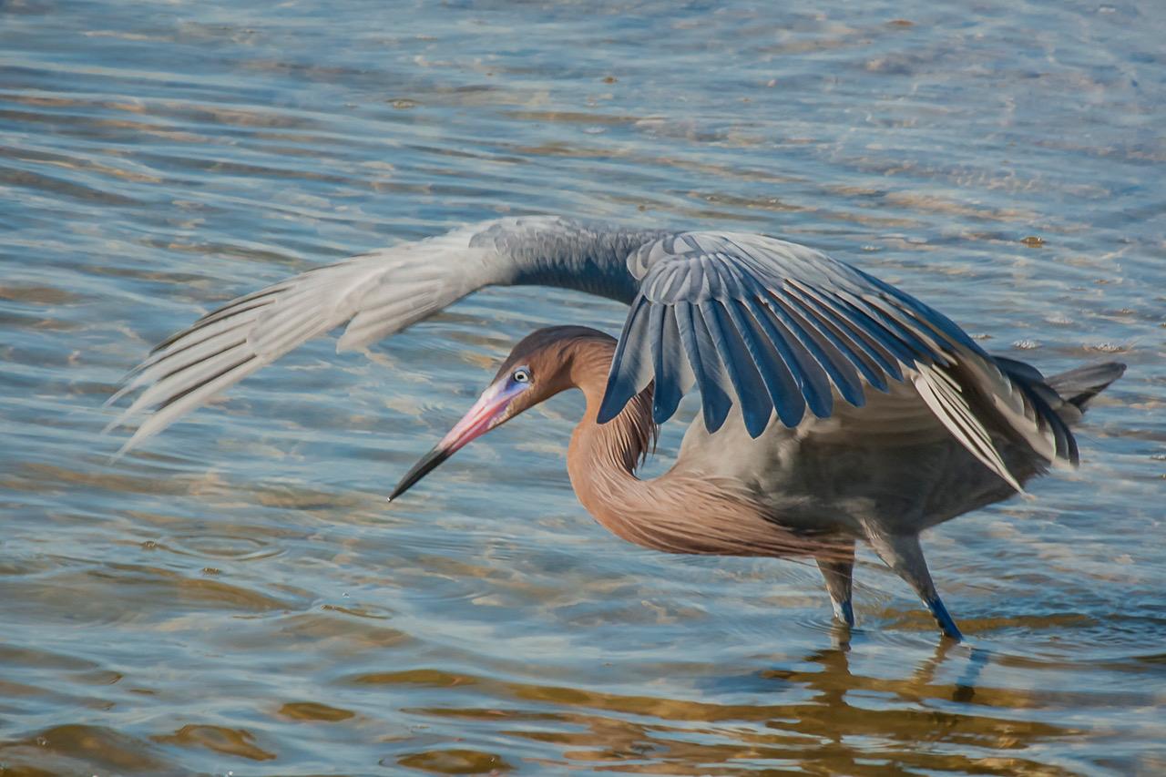 Reddish-Egret (c) 2009 Paul-Thomas all-rights reserved. Jan 4 at Ding Darling NWR