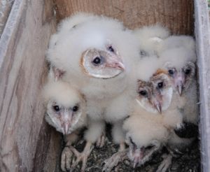 Doreen-Owl-Prowl-2018