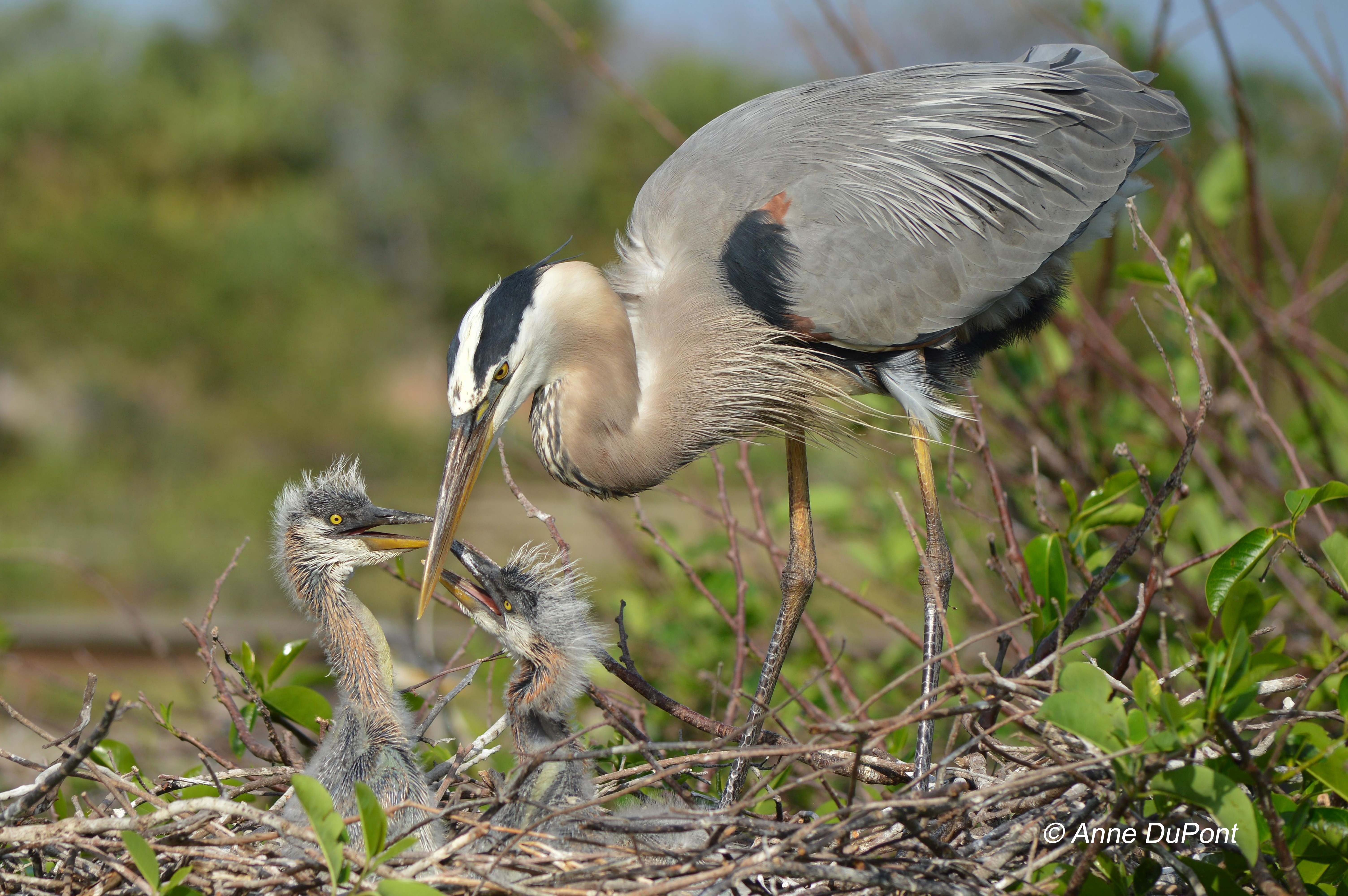 Great Blue Heron and chicks (c) 2018 Anne DuPont all rights reserved.