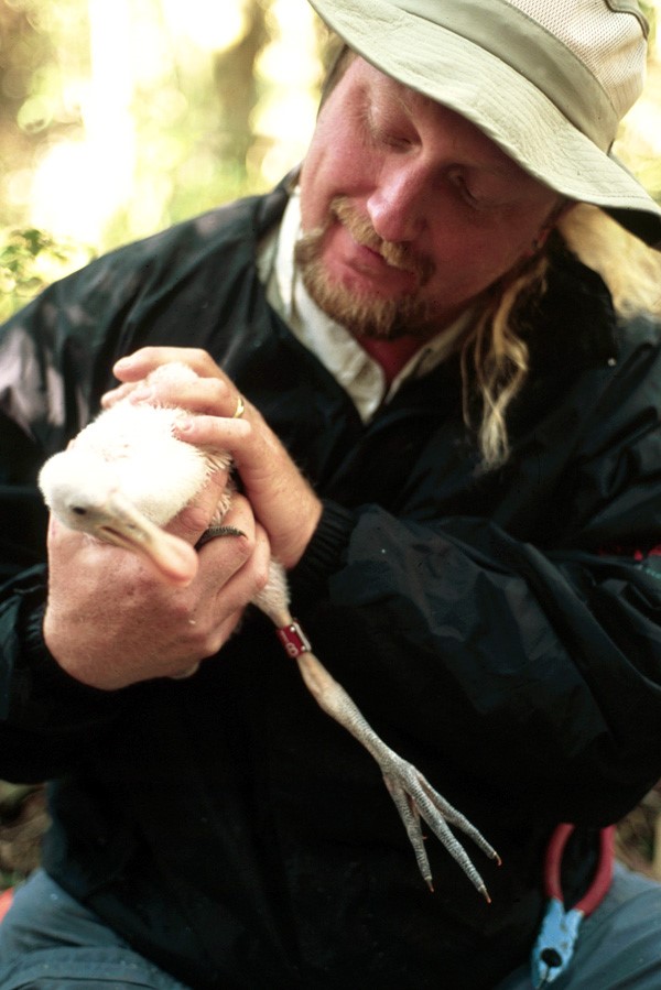 Jerry Lorenz banding a juvenile Roseate Spoonbill