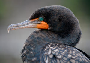 Double-crested Cormorant (c) 2018 Susan Faulkner Davis All rights recerved.