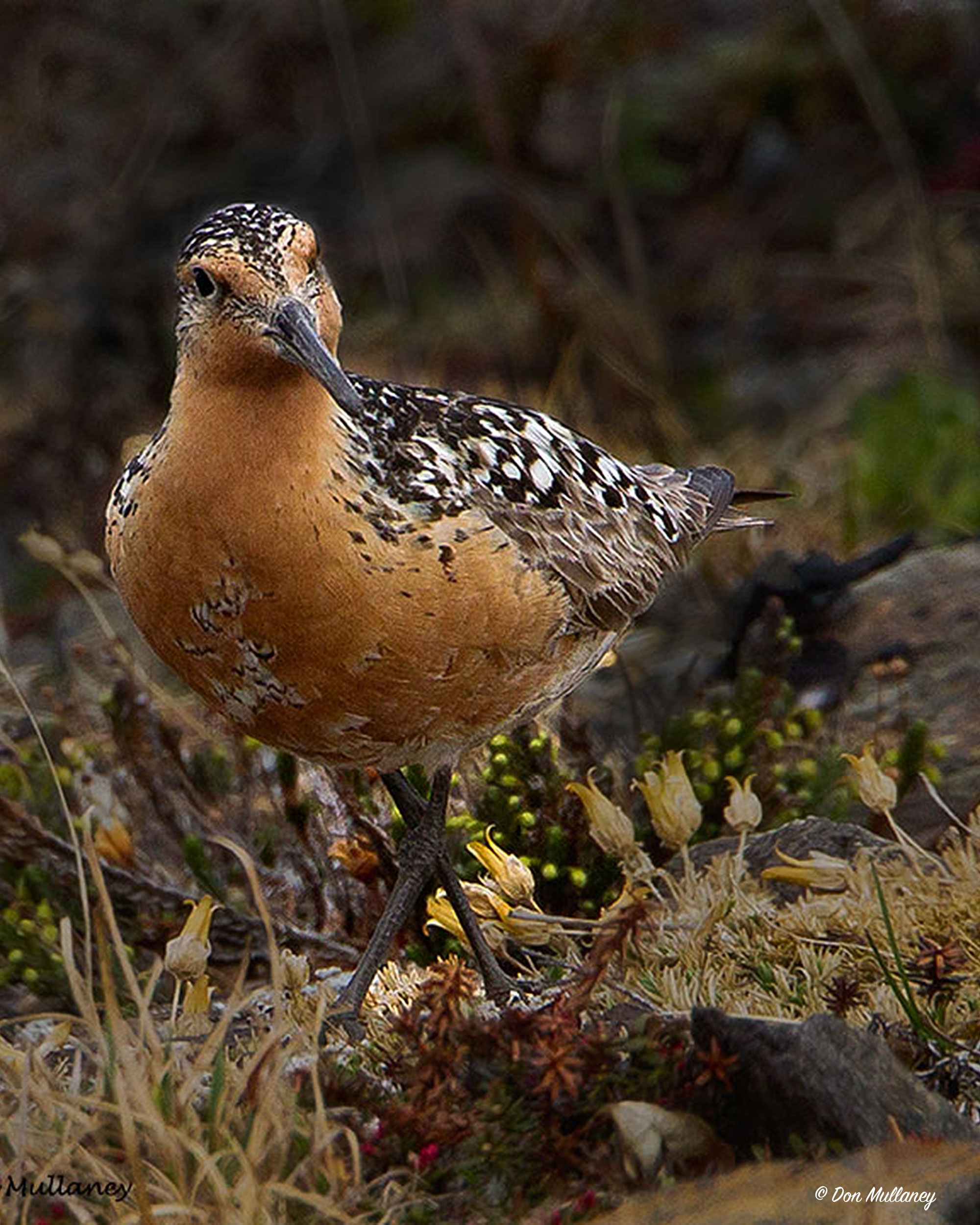 Red Knot (c) 2018 by Don Mullaney All rights reserved.
