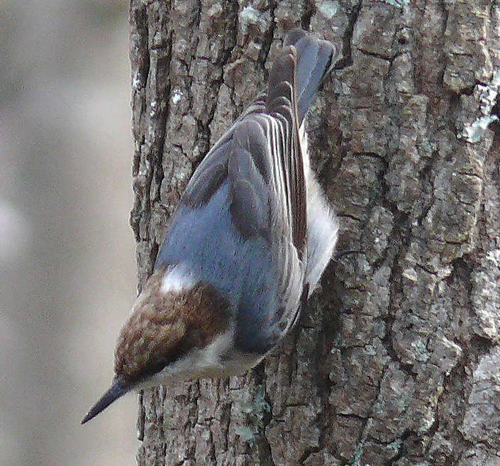 brown-headed-nuthatch