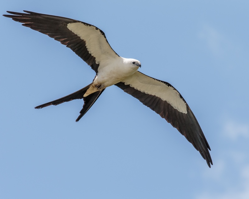 swallow-tailed-kite