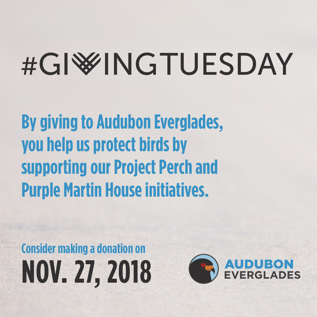 Audubon_GivingTuesday_Generic