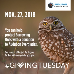 Giving Tuesday - The Burrowing Owls