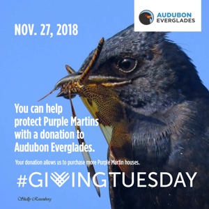 Giving Tuesday - The Purple Martins
