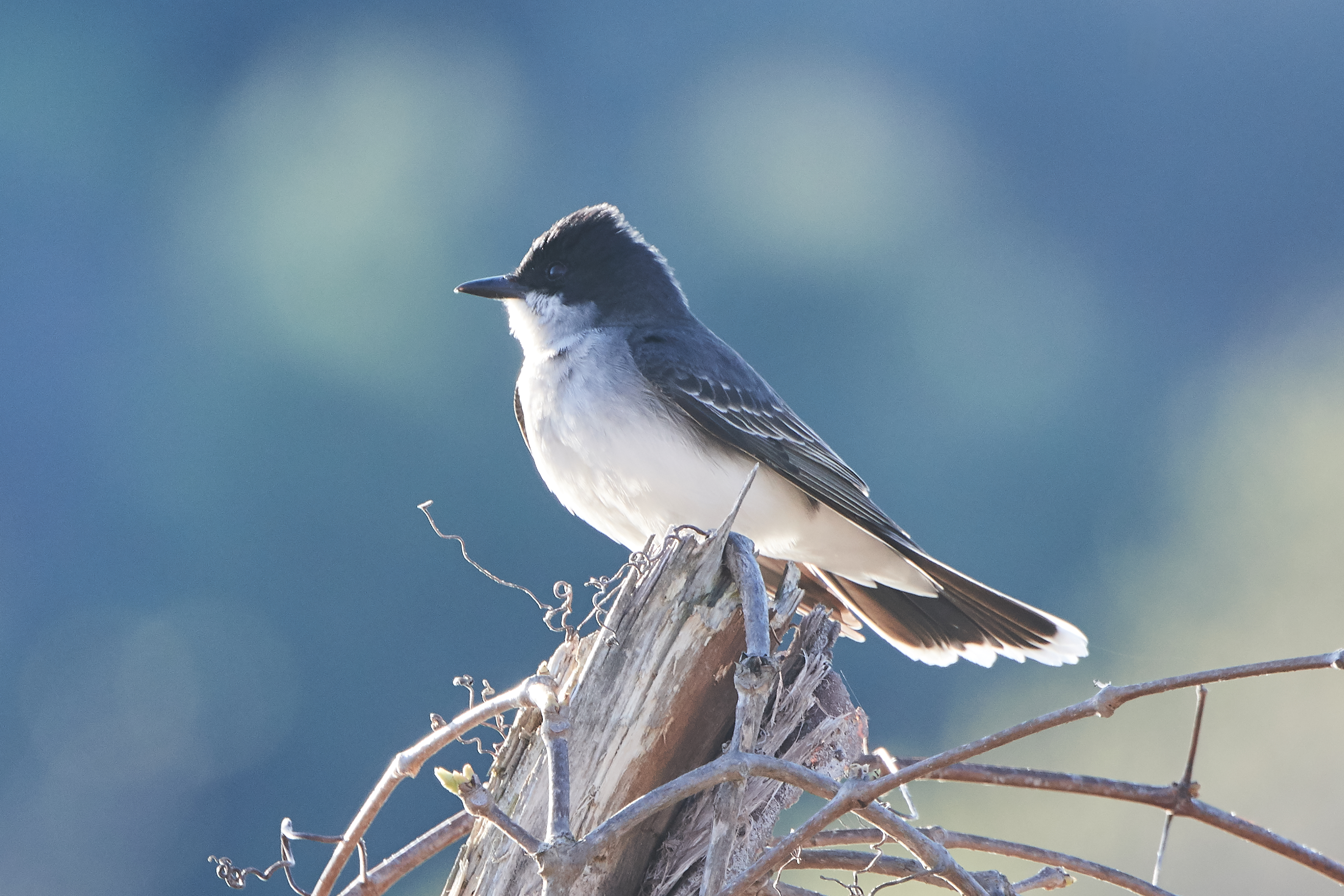 Eastern Kingbird (c) 2018 John Sutton. All rights reserved.