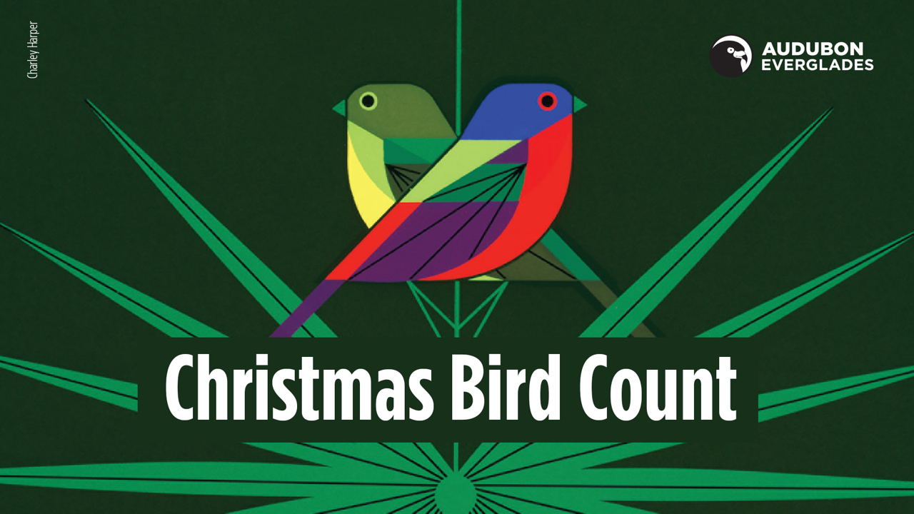 Audubon-Everglades-2018-CBC