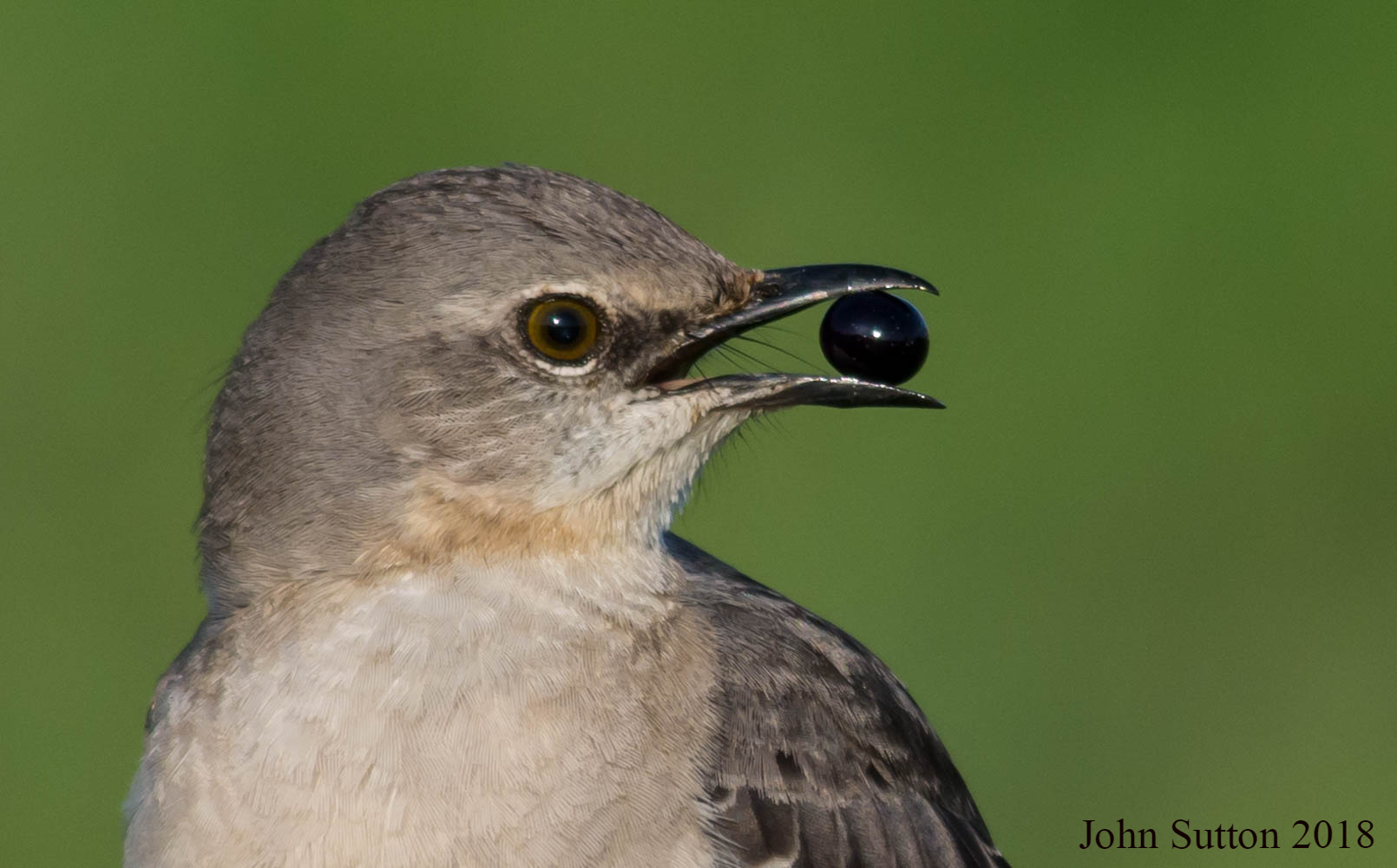 Northern Mockingbird (c) 2018 John Sutton. All rights reserved.