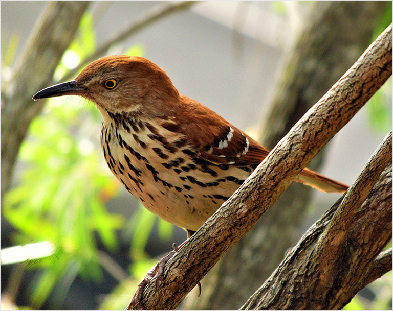 Brown-Thrasher-©-2019-Nicola-Labrador.-all-rights-reserved.