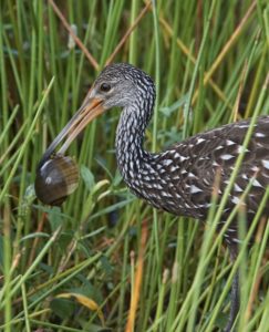 limpkin
