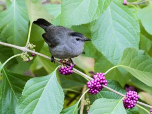 Gray-Catbird_American-beautyberry_Will-Stuart _1_