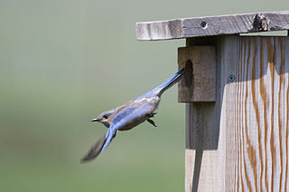 320px-Western_Bluebird_leaving_nest_box